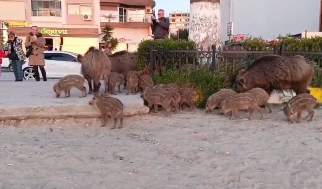 ’Yaban domuzlarını elle beslemeyin’ uyarısı