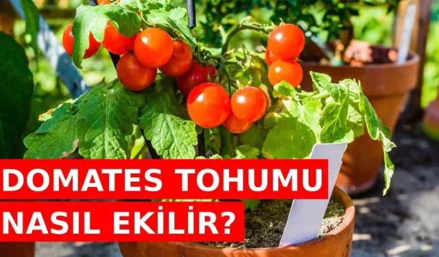 Domates tohumu ne zaman ekilir?