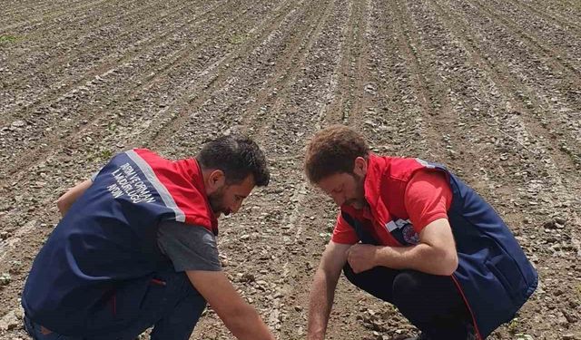 Koçarlı'da pamuk üreticilerine "ilaçlama" çağrısı