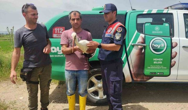 Yaralı leylek 3 aylık tedavi sonrası doğaya salındı