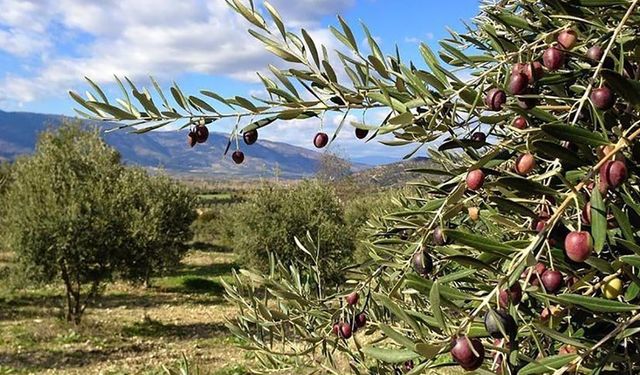 Zeytinlikler madenciliğe teslim ediliyor: Teklifin ilk 4 maddesi kabul edildi