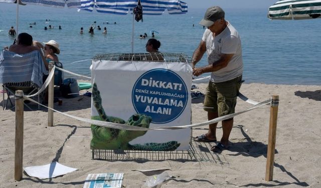 Kuşadası’nda ilk caretta caretta yuvası belirlendi