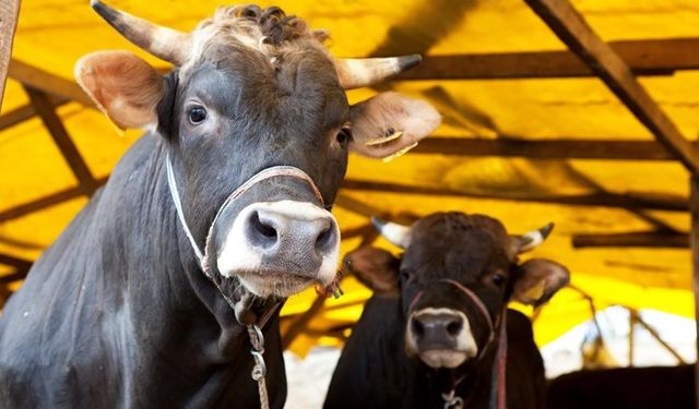 Bakanlık alarm verdi: Şap hastalığı nedir? Hayvandan insana geçer mi?