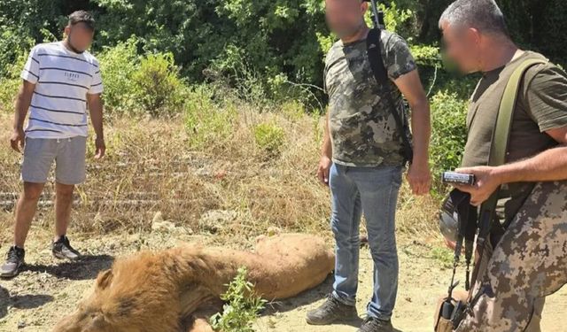 Antalya'da hayvan parkından kaçan aslan 'Zeus' öldürüldü