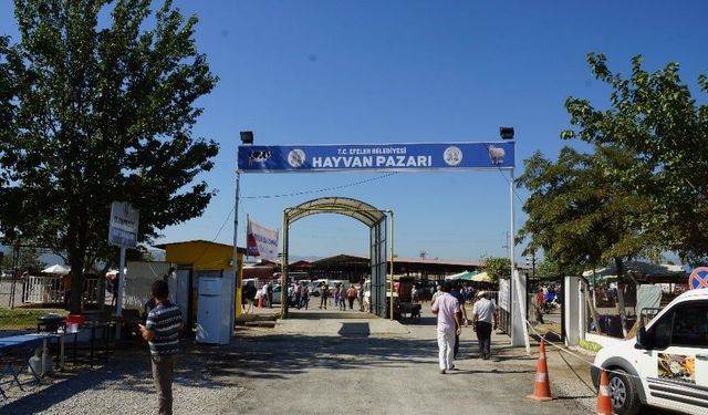 Türkiye'de şap paniği! Tüm hayvan pazarları kapatıldı