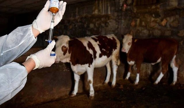 Tarım ve Orman Bakanlığı'ndan şap hastalığı açıklaması