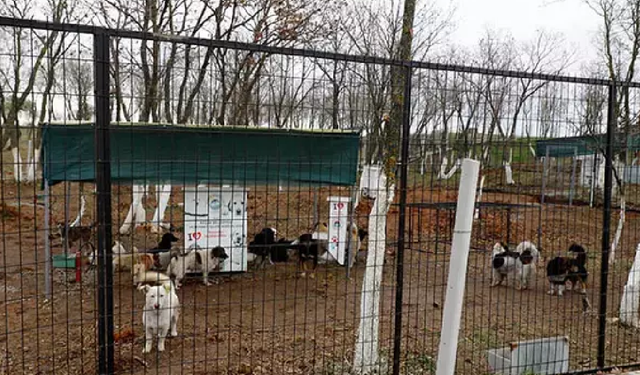 Doğal sit alanlarında hayvan bakımevleri ve doğal yaşam alanları kurulabilecek