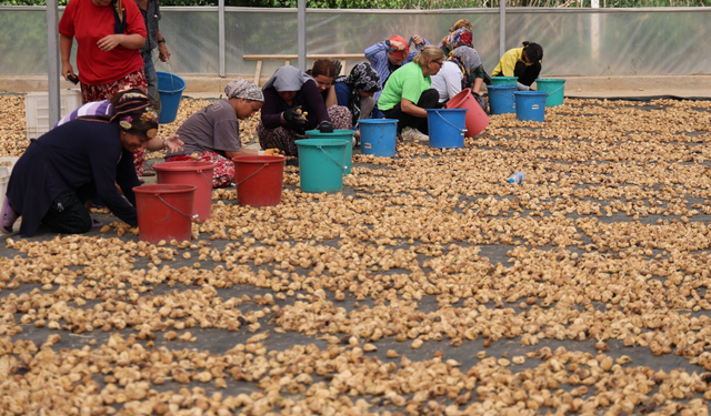 İncirlerini kurutan üreticilerin en büyük derdi hırsızlar