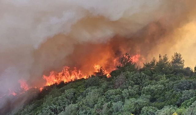 İzmir'de orman yangını başladı