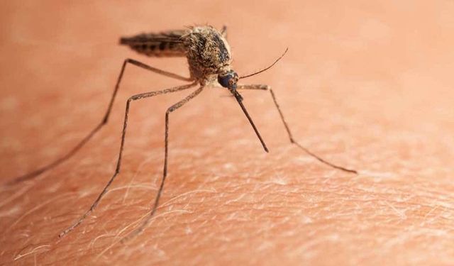 Çin’de 'chikungunya' virüsü alarmı