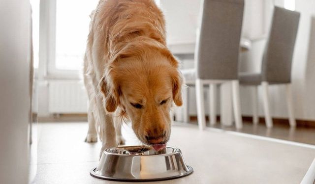 Evcil hayvanlar için beslenme uyarısı: 7 maddede dikkat edilmesi gerekenler