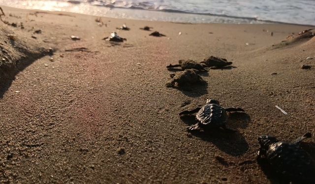 Caretta carettalar denizle buluştu