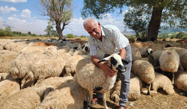 Çoban krizi büyüyor: Bir aylık ücret 130 bin TL’ye çıktı