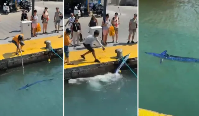 Nesli tehlike altındaki balığı limanda zıpkınla vurdular