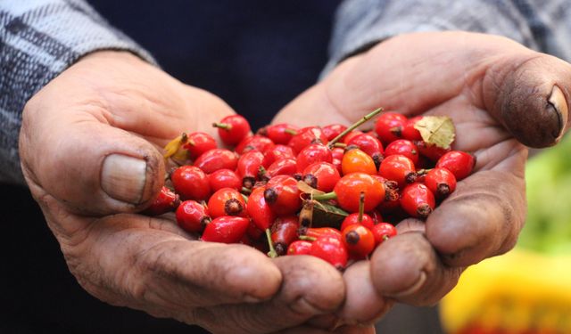 Kuşburnu Sezonu Başladı: Dağlardan Tezgaha Uzanan Zahmetli Yolculuk