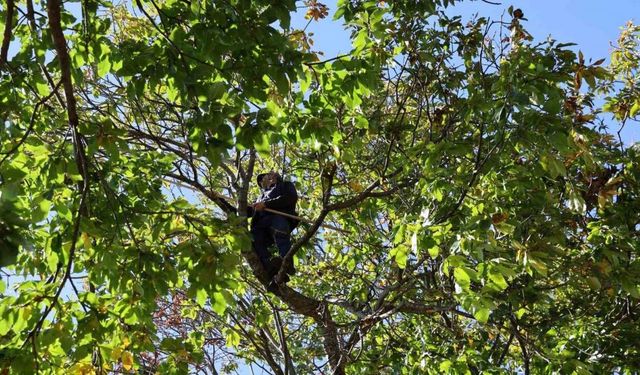 Aydın’ın dağlarında kestane sezonu sona erdi