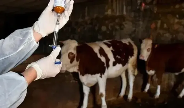 SAT-1 Virüsü Nedir? Aydın'da Hayvancılığı Tehdit Ediyor!