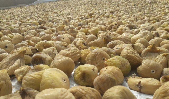 İncir Üreticisi Ayakta! Fiyatlar Dip Yaptı, Çiftçi: “Bizi Paldır Küldür Sürüklüyorlar!” Aydın’ın 'Beyaz Altını' Değer Kaybında