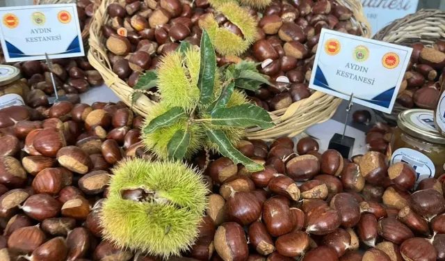 Aydın'da Kestane Sezonu Açıldı! Kilo Fiyatı 550 Lira!