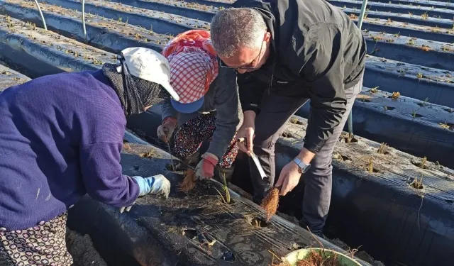 Aydın’da Kış Çileği Hazırlıkları Başladı