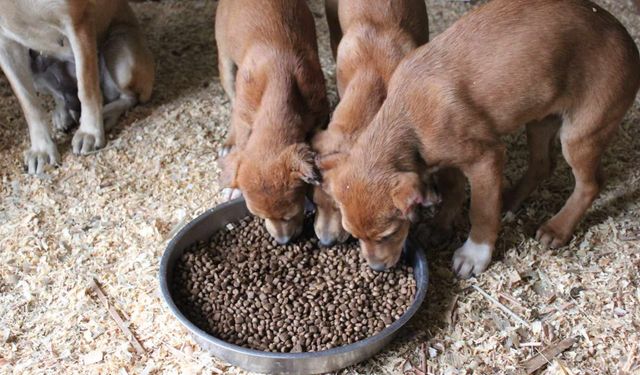 İstanbul Valiliği sokak köpeklerini beslemeye yasak getirdi!