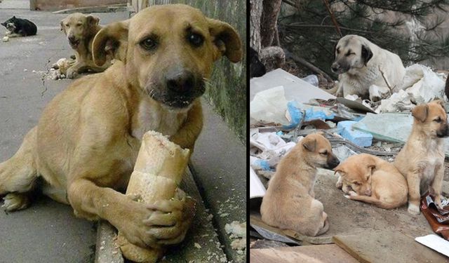 Veteriner Hekimler Birliği’nden 'aç kalmış hayvanlar' uyarısı