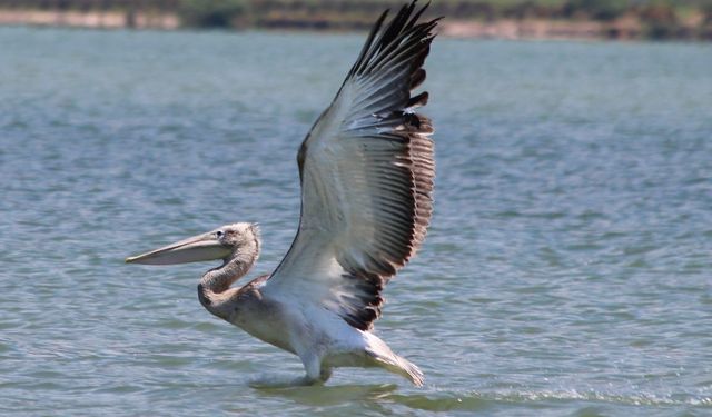 Nesli tehlikedeki tepeli pelikan balıkçıların dikkatiyle kurtuldu