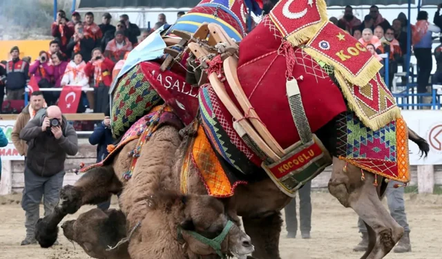 Deve Güreşleri İçin Aydın'da Acil Toplantı Gerçekleşti