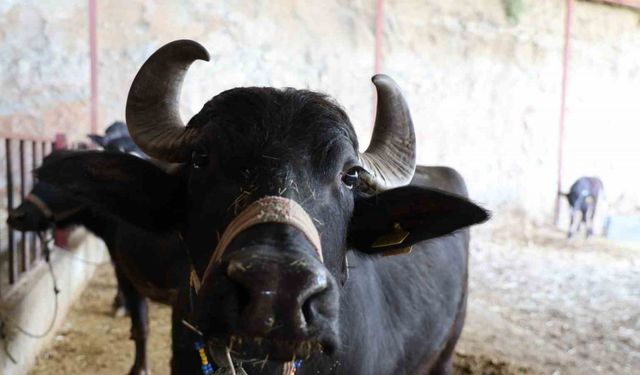 Mandadan gelen altın lezzet