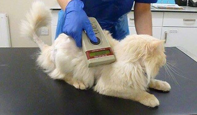Kedi ve köpeklere mikroçip uyarısı: 31 Aralık son gün