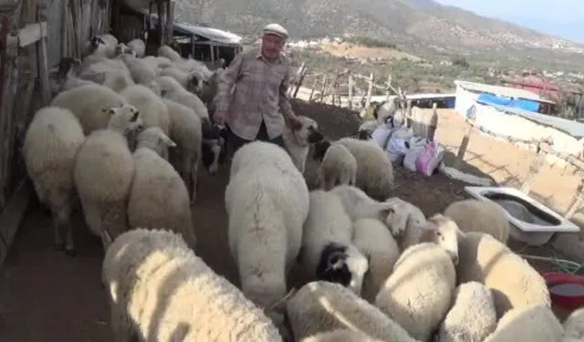 Şap karantinası meraları boşalttı!