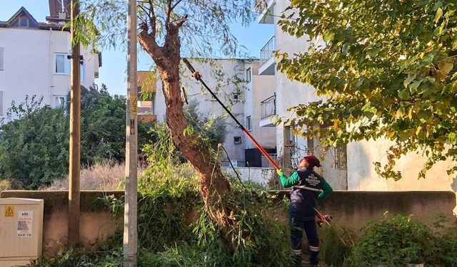 Efeler’i̇n yeşi̇l alanlarında budama ve bakım çalışmaları sürüyor