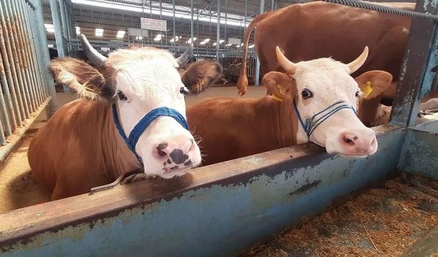 Köşk'te karantina kaldırıldı