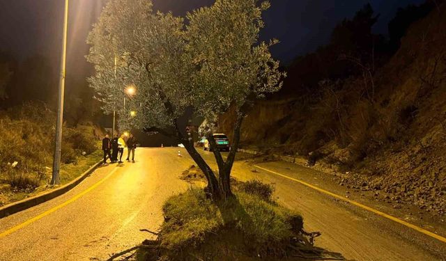 Dağdan kopan zeytin ağacı karayolunu ikiye böldü