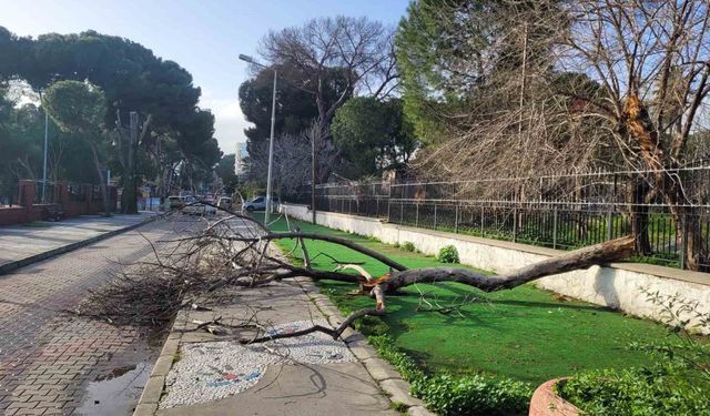 Efeler'de çürüyen ağaç yola devrildi, facia ucuz atlatıldı