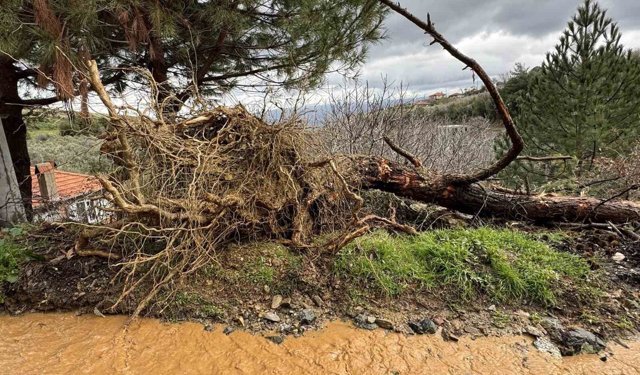 Karacasu'da aşırı yağışlar sonrası toprak kaydı, ağaçlar devrildi
