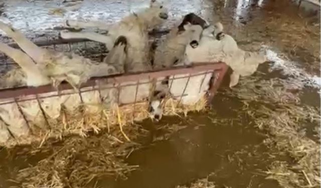 Söke'de su altında kalan koyunlar telef oldu