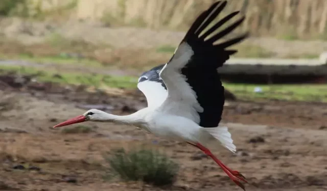 Aydın’da ilk Leyleğini gördü, bir çuval unun sahibi oldu