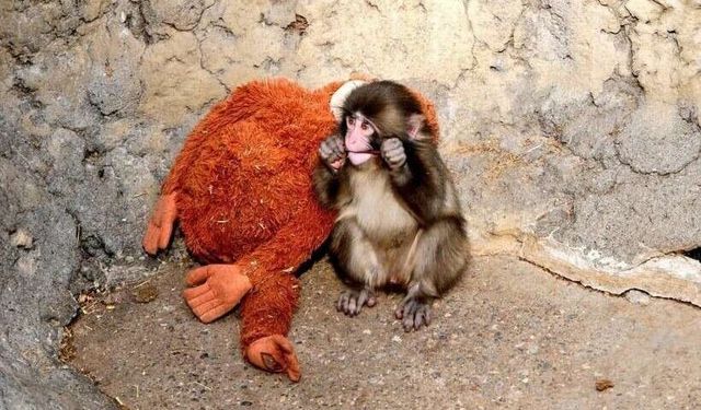 Zorbalığa uğrayan Punch, yeni arkadaşlarıyla görüntülendi