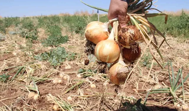 Minik öğrenciler ders saatinde tarlada soğan topladı