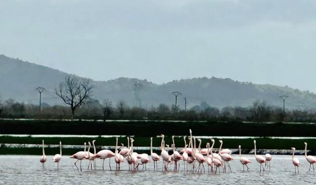 Koçarlı’da göle dönen tarlalara flamingolar indi