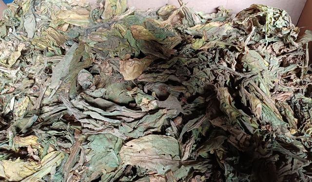 Karacasu’da tütün üreticileri isyanda