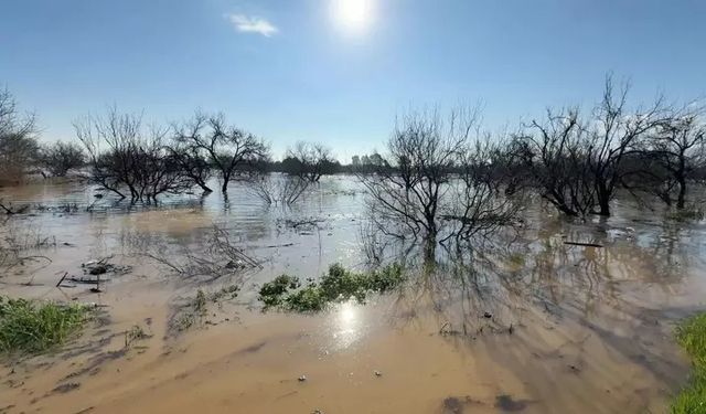 Menderes taştı, çiftçinin umudu battı
