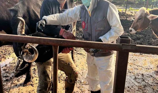 Efeler'de 15 bin hayvan aşılandı