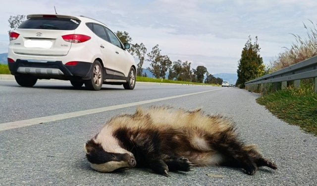 Söke–Didim karayolu yaban hayatı için “Ölüm Koridoru” oldu