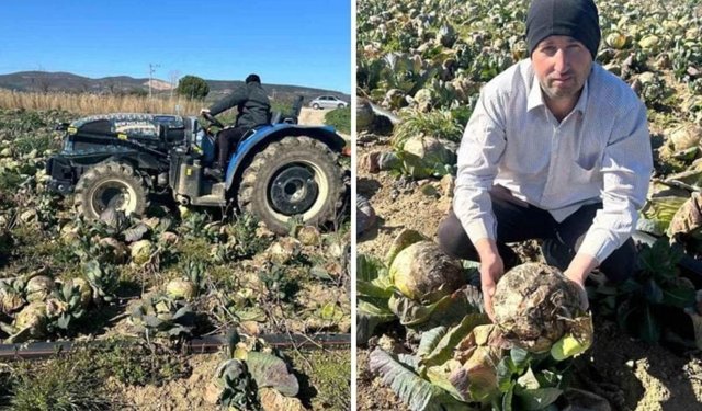 Pazarda 70 lira ama yüz binlercesi tarlada çürüdü