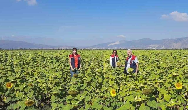 Ayçiçeğinde tohum desteği başladı