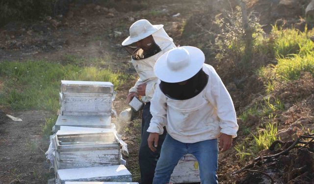Aydın'da arı kolonileri gençleşiyor, arıcılar sezondan umutlu