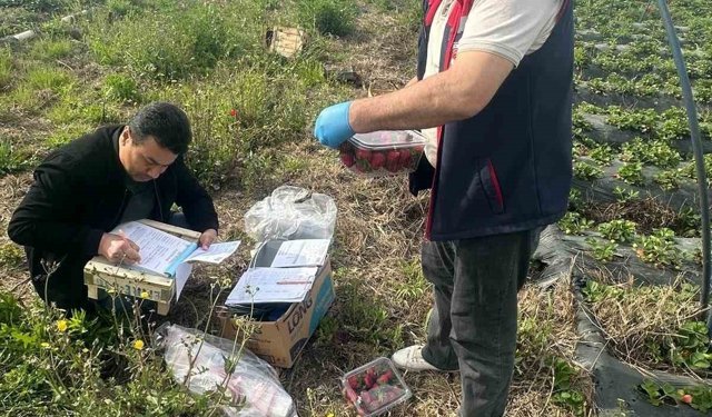 Aydın'da hasat öncesi çilek bahçeleri kontrol edildi