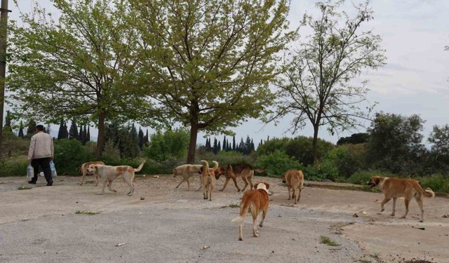 Aydın'da sokak köpeği sorunu nasıl çözülecek?